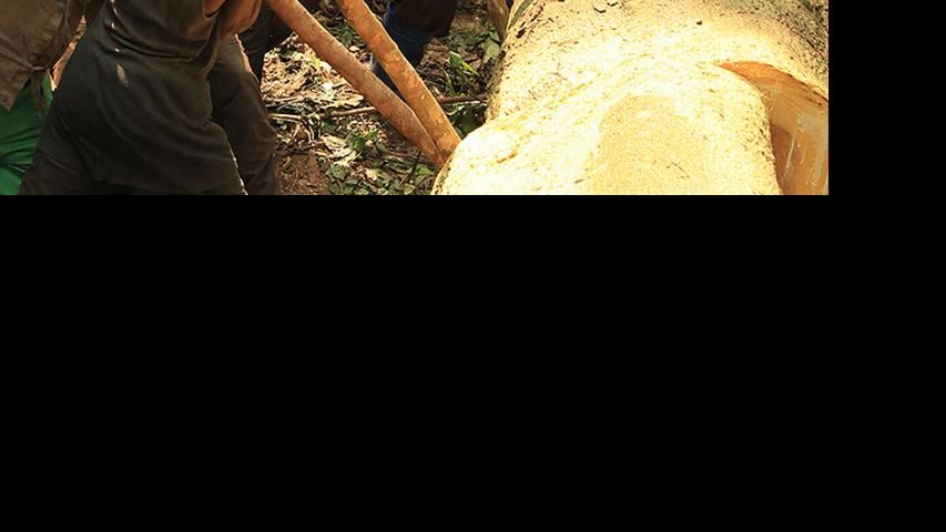 Photo of Ilima Primary School, Members of the community pushing a log to start construction of lumbar